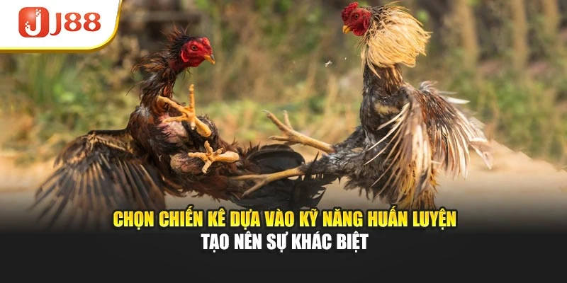 Chọn chiến kê dựa vào kỹ năng huấn luyện tạo nên sự khác biệt