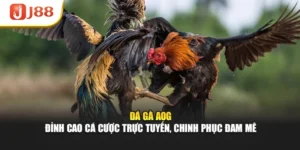 Đá Gà AOG – Đỉnh Cao Cá Cược Trực Tuyến, Chinh Phục Đam Mê