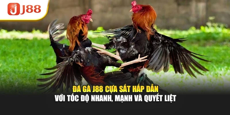Đá gà J88 cựa sắt hấp dẫn với tốc độ nhanh, mạnh và quyết liệt