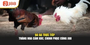 Đá Gà Trực Tiếp – Thăng Hoa Cảm Xúc, Chinh Phục Cùng J88