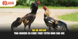 Đá Gà Ws168 – Trải Nghiệm Cá Cược Trực Tuyến Đỉnh Cao J88
