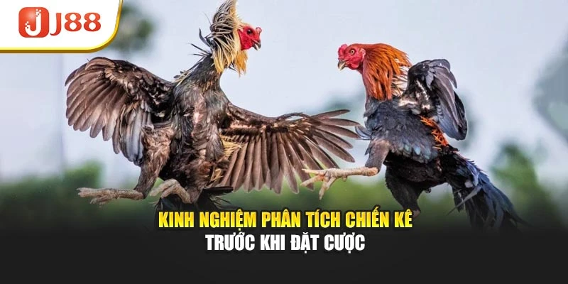 Kinh nghiệm phân tích chiến kê trước khi đặt cược