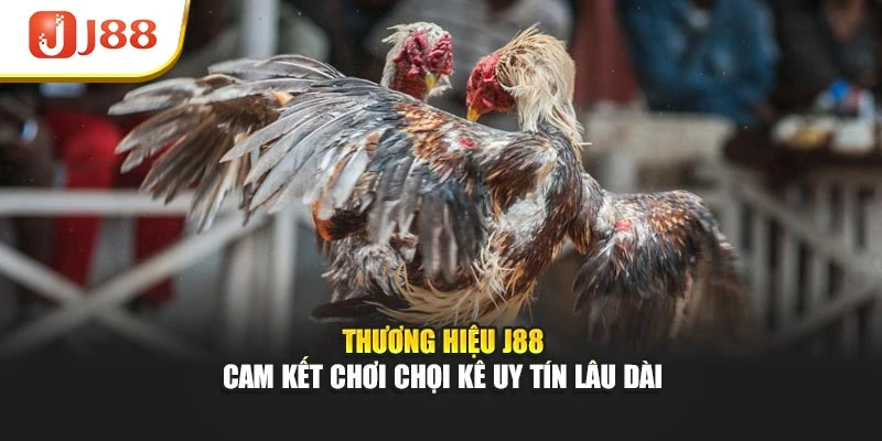 Thương hiệu J88 cam kết chơi chọi kê uy tín lâu dài