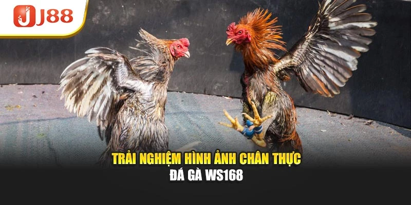 Trải nghiệm hình ảnh chân thực đá gà WS168