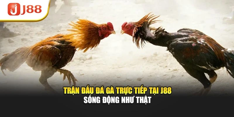 Trận đấu đá gà trực tiếp tại J88 sống động như thật