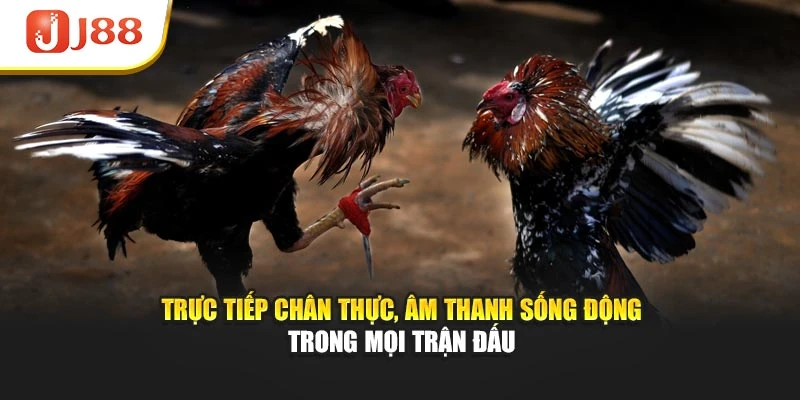 Trực tiếp chân thực, âm thanh sống động trong mọi trận đấu